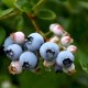 Купить саженцы голубики Эллиот в Минске. Доставка по Беларуси