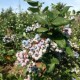 Голубика Нельсон: описание сорта, фото, отзывы и урожайность