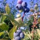 Голубика Шантеклер: описание сорта, фото, отзывы и урожайность