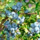 Купить саженцы голубики Хардиблю в Минске. Доставка по Беларуси