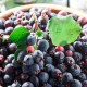 Купить ягоды ирги в Минске: всегда свежие, вкусные, полезные.