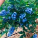 Голубика Нортланд: описание сорта, отзывы, фото, урожайность