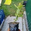 Купить саженцы голубики Патриот в Минске с доставкой по РБ