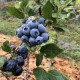 Купить саженцы голубики Пуру в Минске. Доставка по Беларуси