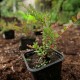 Купить саженцы клюквы Стивенс в Минске с доставкой по СНГ