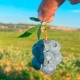 Самые крупноплодные сорта голубики которые выбрать