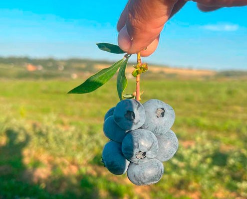 Самые крупноплодные сорта голубики которые выбрать