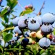 Голубика Блюджей: описание сорта, фото, отзывы и урожайность