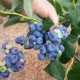 Голубика Эллиот: описание сорта, фото, отзывы и урожайность
