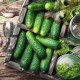 Азотофиксирующие бактерии: виды, польза на участке