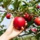 Фосфорофиксирующие бактерии: описание, использование, польза