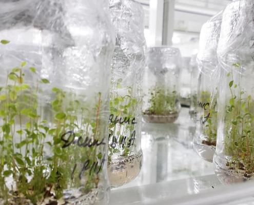 Черенкованные саженцы голубики или invitro, что выбрать