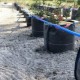 Выращивание голубики в контейнерах: опыт использования