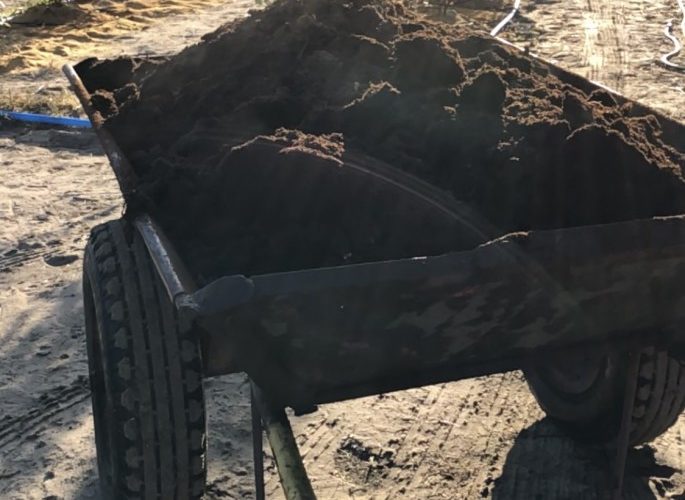 Грунт для голубики садовой: как подготовить субстрат к посадке