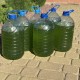Купить суспензию хлореллы для растений и прудов в Минске.