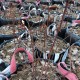 Подготовка голубики к зиме осенью: сроки и основные этапы