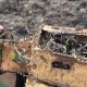 Выращивание клюквы садовой на своем участке: все этапы