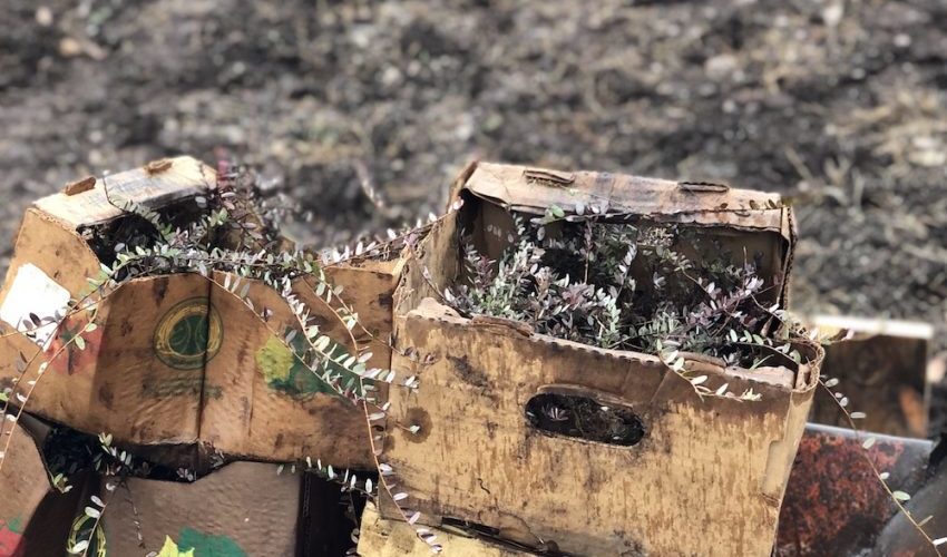 Выращивание клюквы садовой на своем участке: все этапы