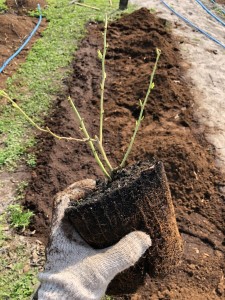 Как подкислить почву для голубики: только один верный способ