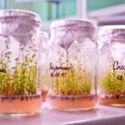 Черенкованные саженцы голубики или invitro, что выбрать