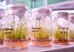 Черенкованные саженцы голубики или invitro, что выбрать