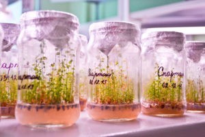 Черенкованные саженцы голубики или invitro, что выбрать