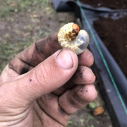 Вредители голубики, способные полностью лишить вас урожая