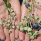 Опылители голубики: какие сорта сочетать для лучшего урожая