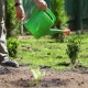 Полив голубики: как много лить воды и как часто это делать.