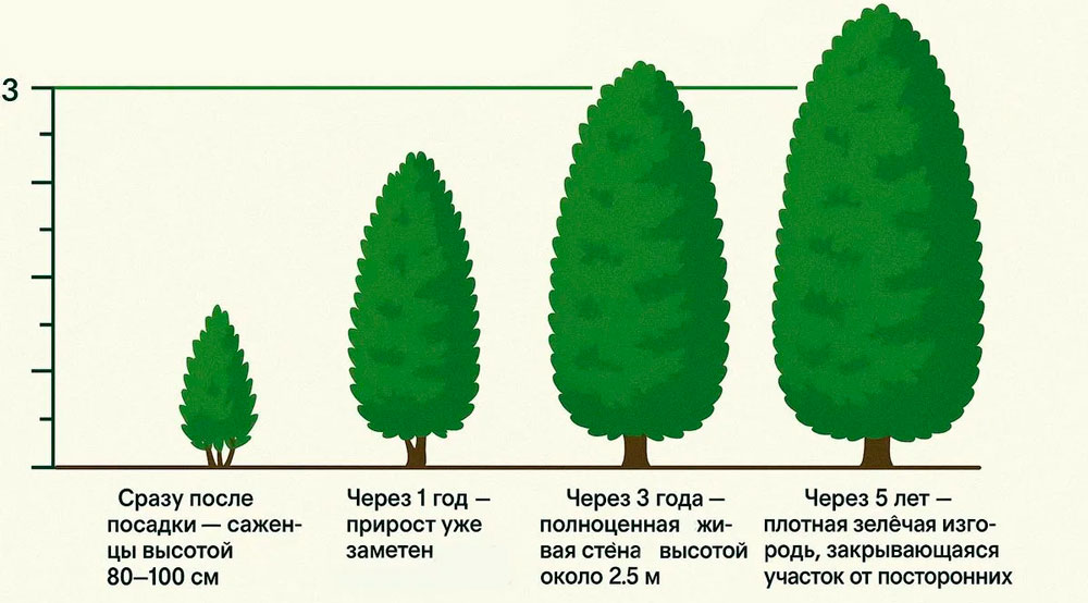 Туя западная Брабант: описание сорта и его характеристики