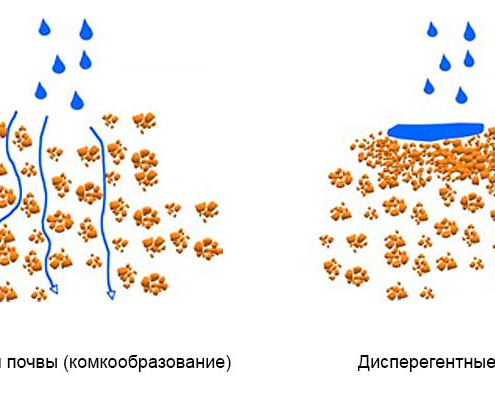 Засоленность почвы: что нужно знать, выращивая голубику