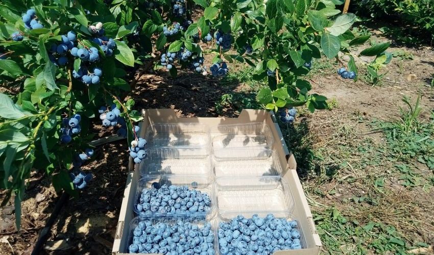 Подкормка голубики с весны по осень: удобрения, дозы, сроки.