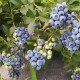 Урожайность голубики с куста: что влияет, методы увеличения