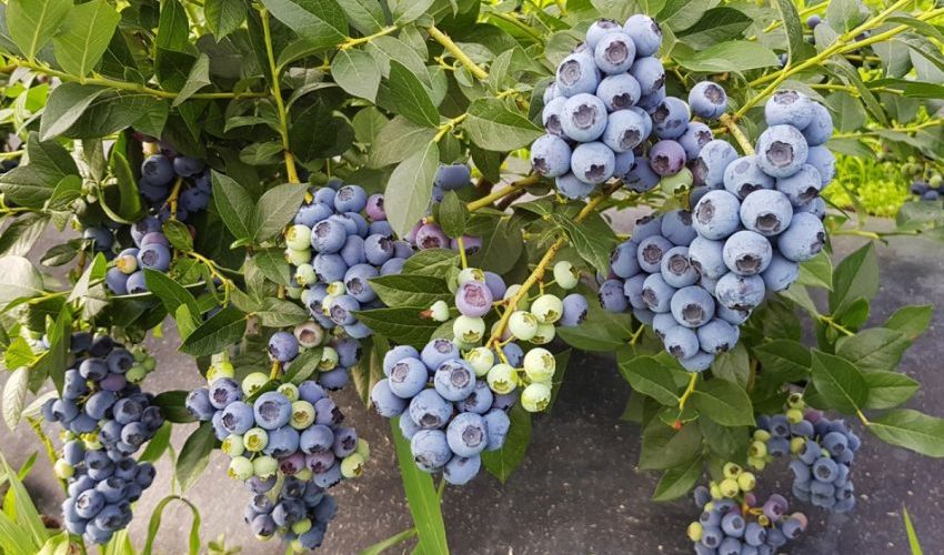 Урожайность голубики с куста: что влияет, методы увеличения