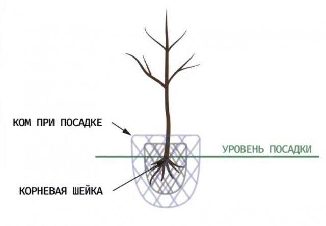 Живая изгородь из туи: схема посадки, расстояние. Инструкция