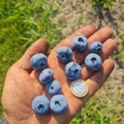 Лучшие сорта голубики для Беларуси: как выбрать