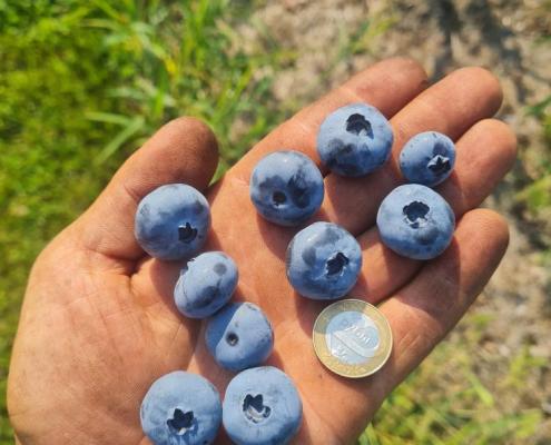Лучшие сорта голубики для Беларуси: как выбрать