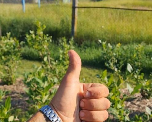 Лучшие сорта голубики для Беларуси: как выбрать