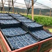 Лучшие сорта голубики для Подмосковья и Средней полосы