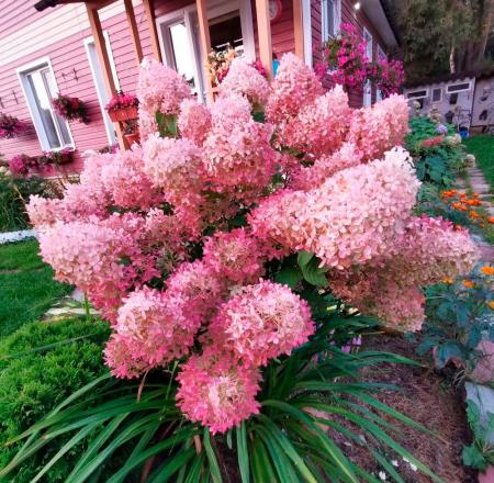 Купить Гортензия метельчатая Phantom (Фантом) в Минске