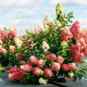 Гортензия метельчатая Fraise Melba (Фрейз Мельба): описание