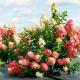 Гортензия метельчатая Fraise Melba (Фрейз Мельба): описание