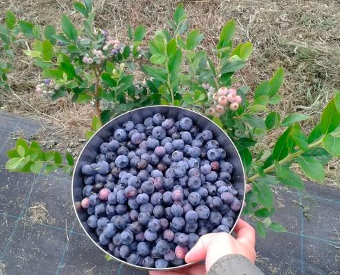 Лучшие сорта голубики для Урала и Сибири