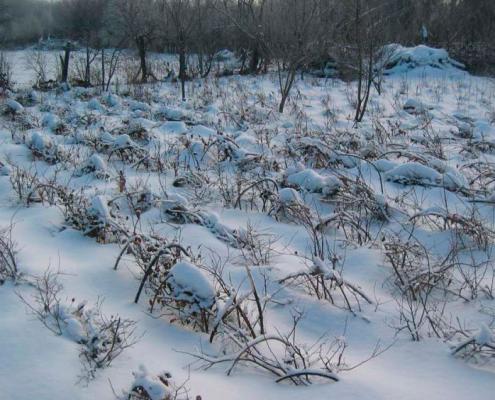 Лучшие сорта голубики для Ленинградской области и Карелии