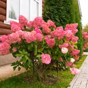 Гортензия метельчатая Vanille Fraise (Ваниль Фрайз): описание