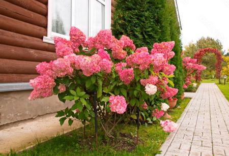 Гортензия метельчатая Vanille Fraise (Ваниль Фрайз): описание