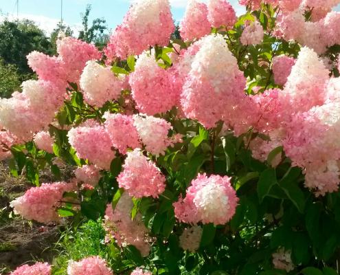 Гортензия метельчатая Vanille Fraise (Ваниль Фрайз): описание