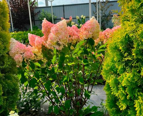 Гортензия метельчатая Vanille Fraise (Ваниль Фрайз): описание