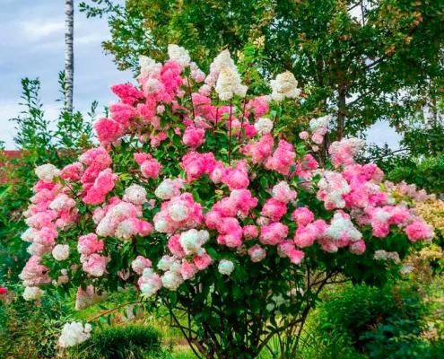 Гортензия метельчатая Vanille Fraise (Ваниль Фрайз): описание