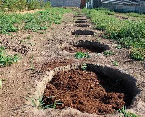 Лучшие сорта голубики для Подмосковья и Средней полосы